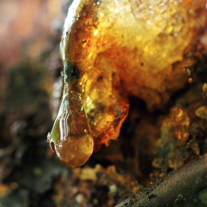 Oil Frankincense Premium Quality For Massage