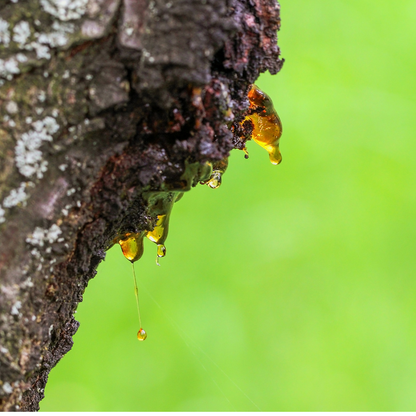 Oil Frankincense Premium Quality For Massage