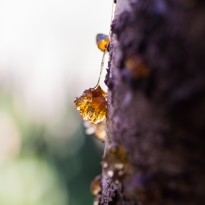 Frankincense Premium Quality For Soak in Water