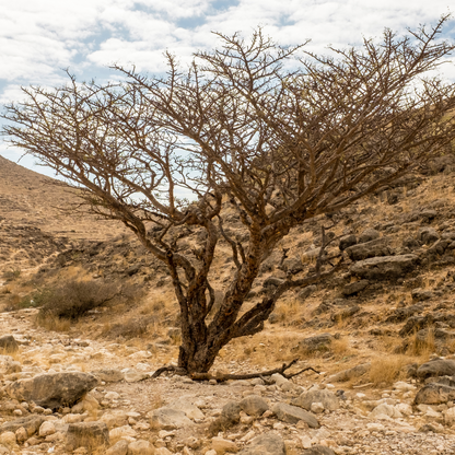 Frankincense Premium Quality For Soak in Water